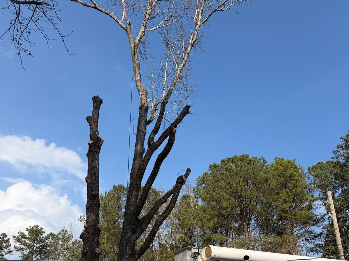 El Costeño Tree Service LLC